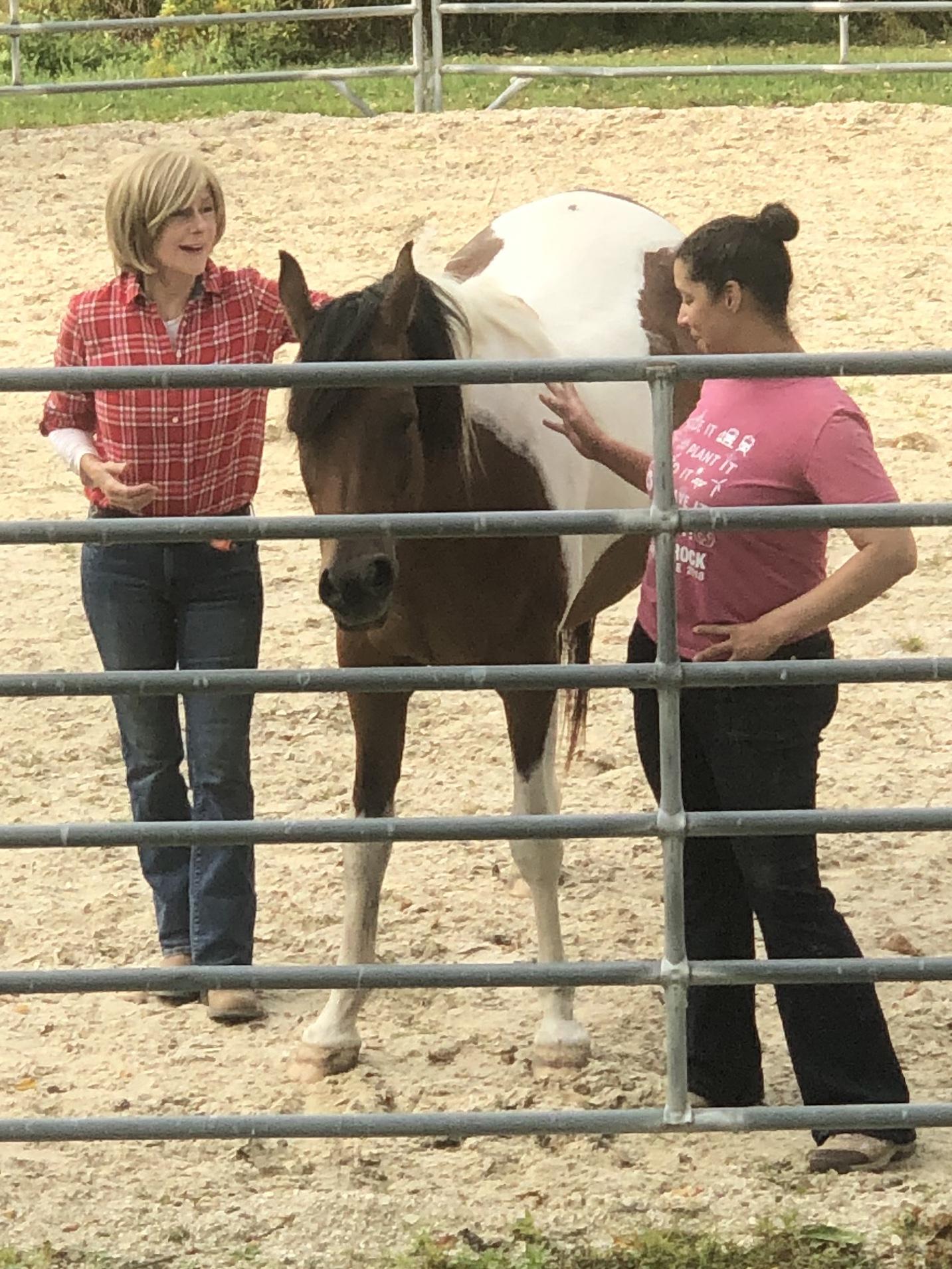 Horses helping CT health workers cope with COVID stress - Vimarsana News