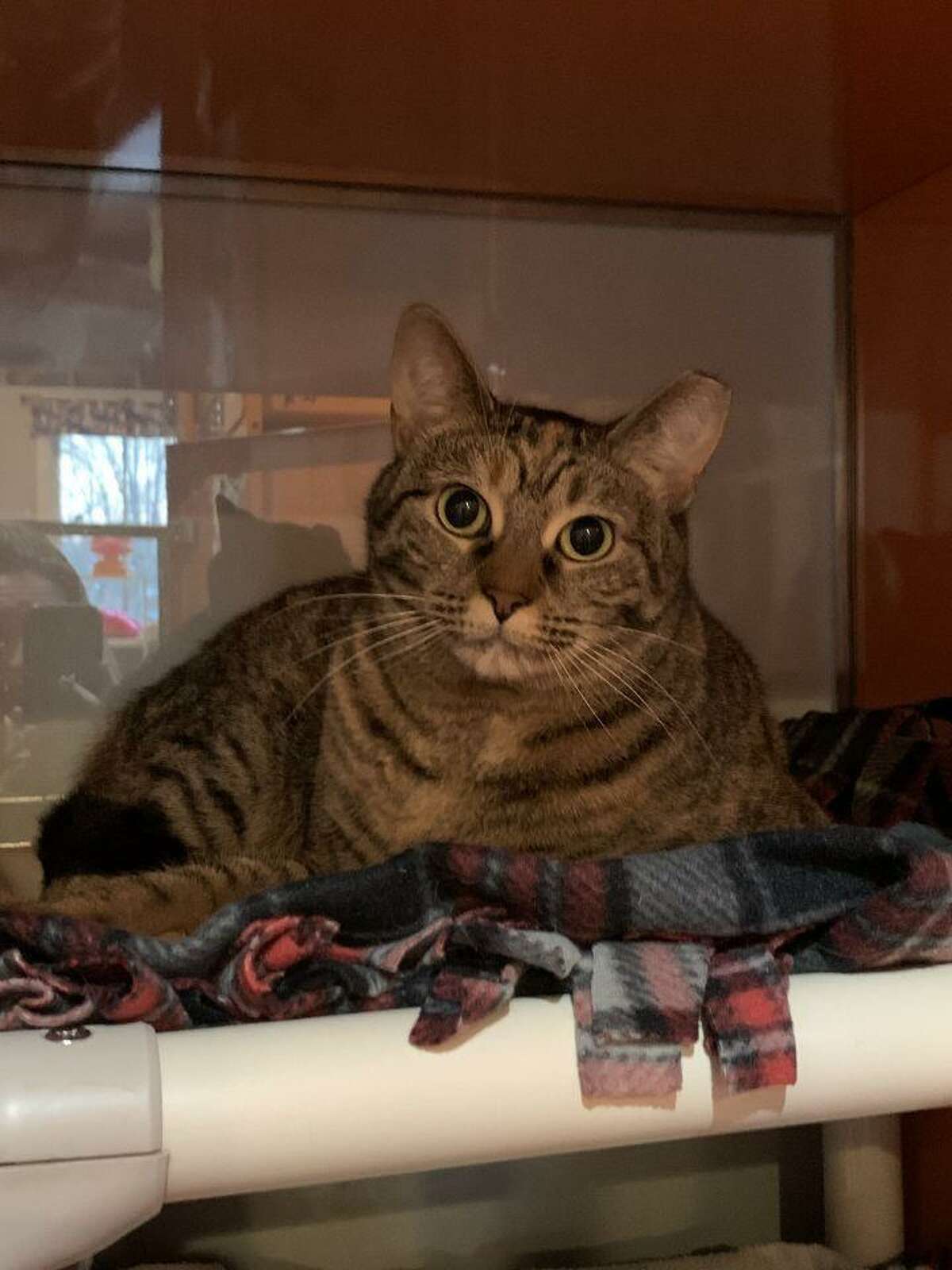 Velma, a tabby cat, has a personality that will make her a great fit in many different types of families. She is available to be met by calling the ROAR Donofrio Family Animal Shelter, 45 South Street, in Ridgefield, at (203) 438-0158, for an appointment.