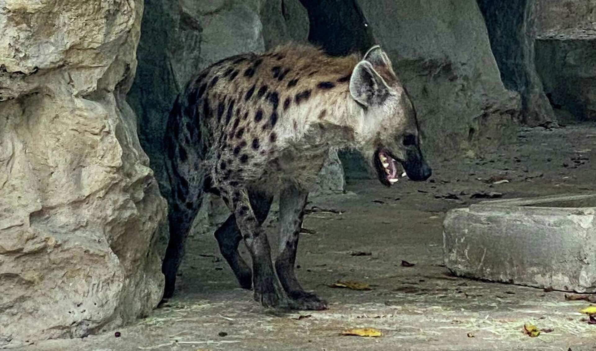 Adults-only tours of San Antonio Zoo explore sex lives of all creatures  great and small