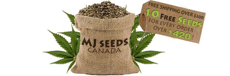 Top 10 Best Seed Banks With Germination Guarantees How To Buy Cannabis Seeds Online