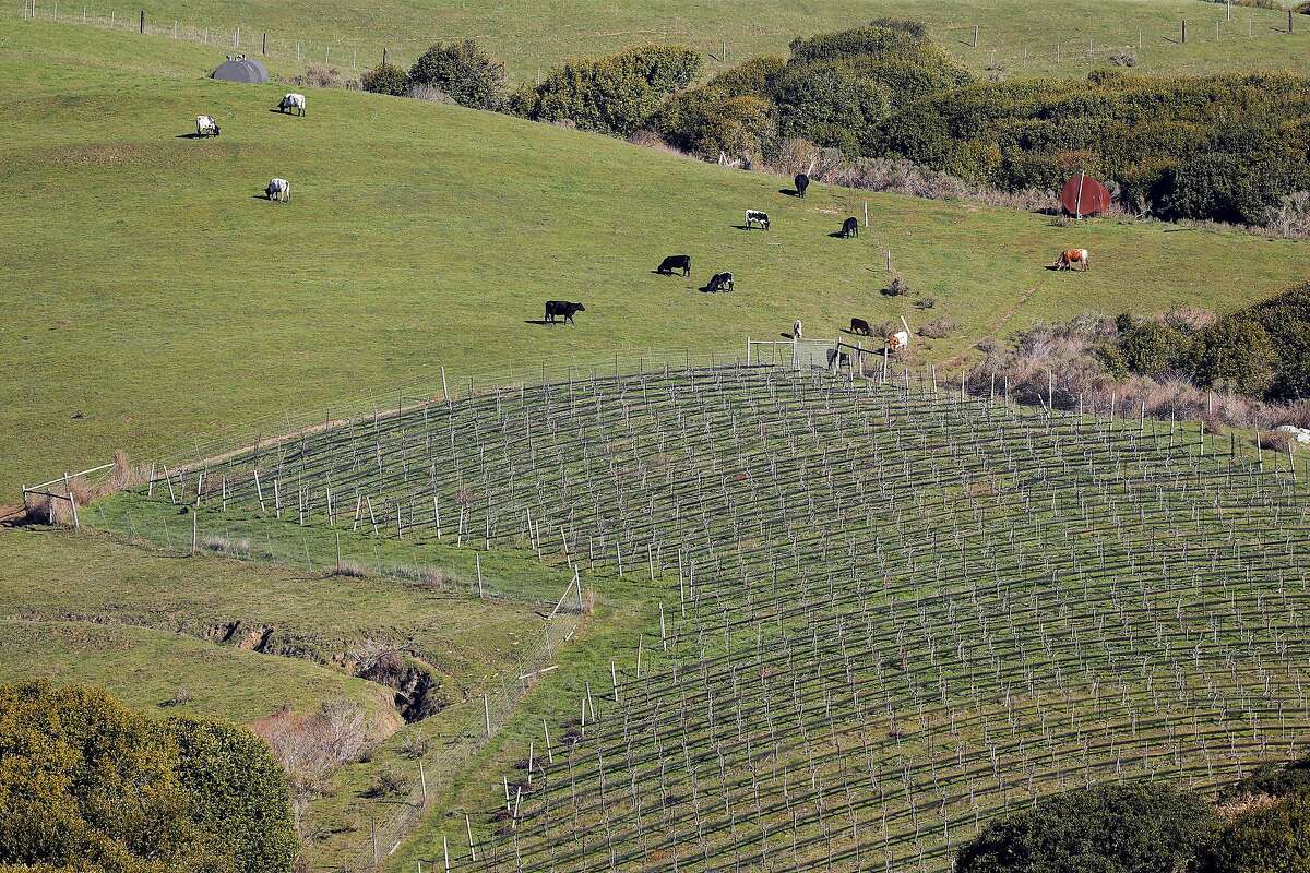 Point Reyes Vineyards is the only vineyard with a winery and tasting room on-site in Marin County, its real estate agent says.