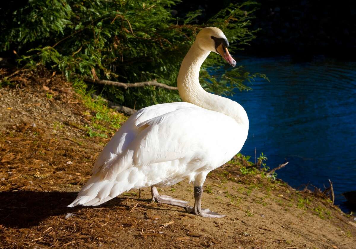 A white swan is seen on the grounds of The Palace of Fine Arts. Both of its resident waterfowl were temporarily relocated after one recently fell ill, according to the SF Recreation and Park Department.