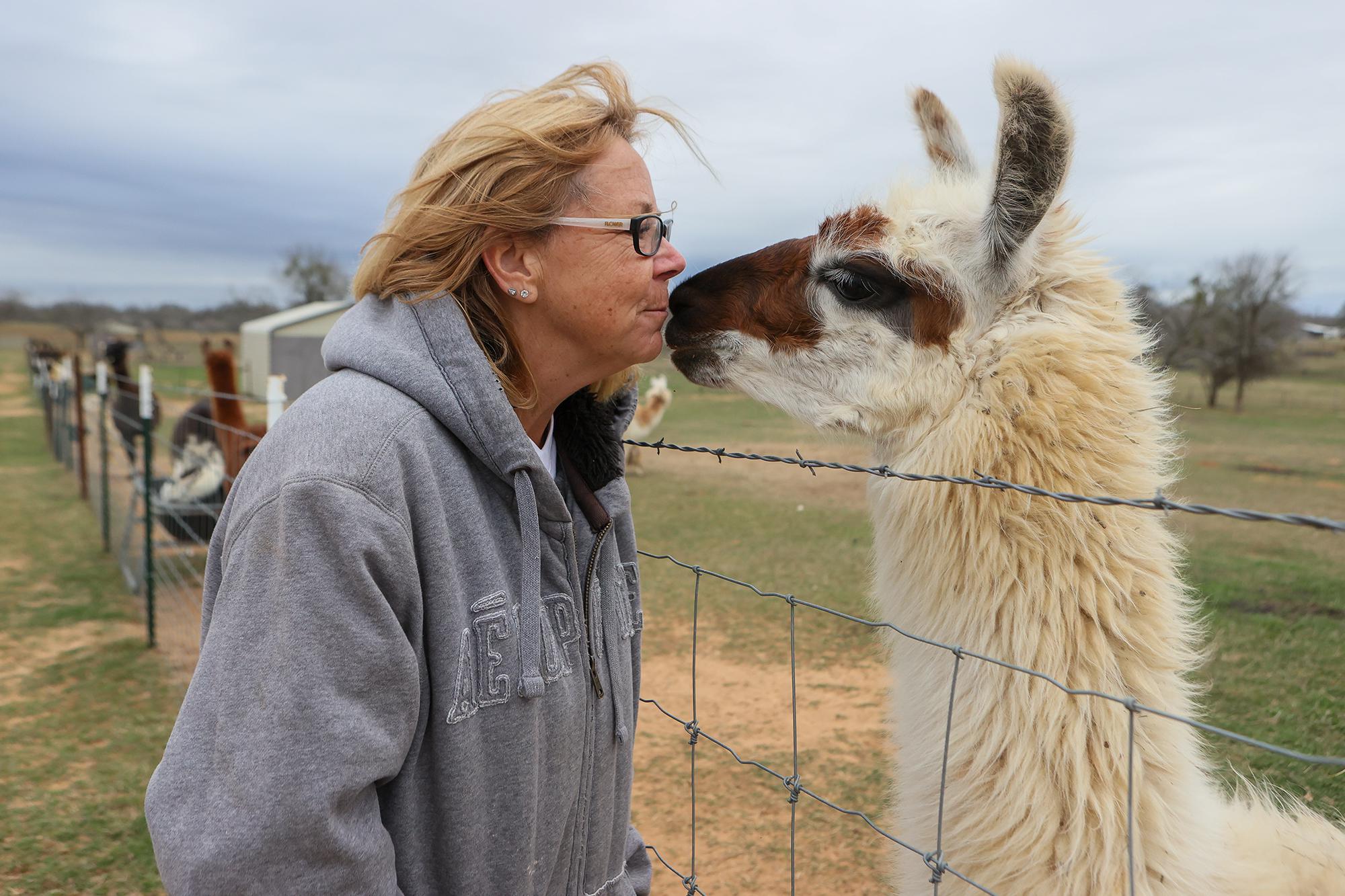 South Texas llamas loved for their fuzziness and their fierceness
