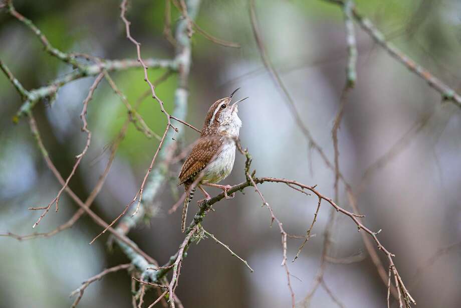 The Meaning Behind Songbirds Springtime Calls Laredo Morning Times