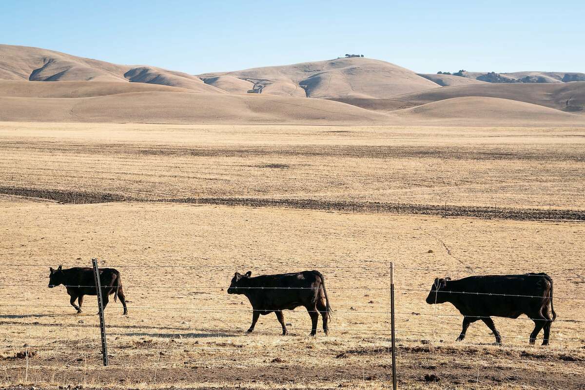 Cattle graze near Chris O'Brien's home in Livermore, Calif., on Tuesday, Nov. 24, 2020. A 500-acre solar development plan is slated for Alameda County land that surrounds O'Brien's property.