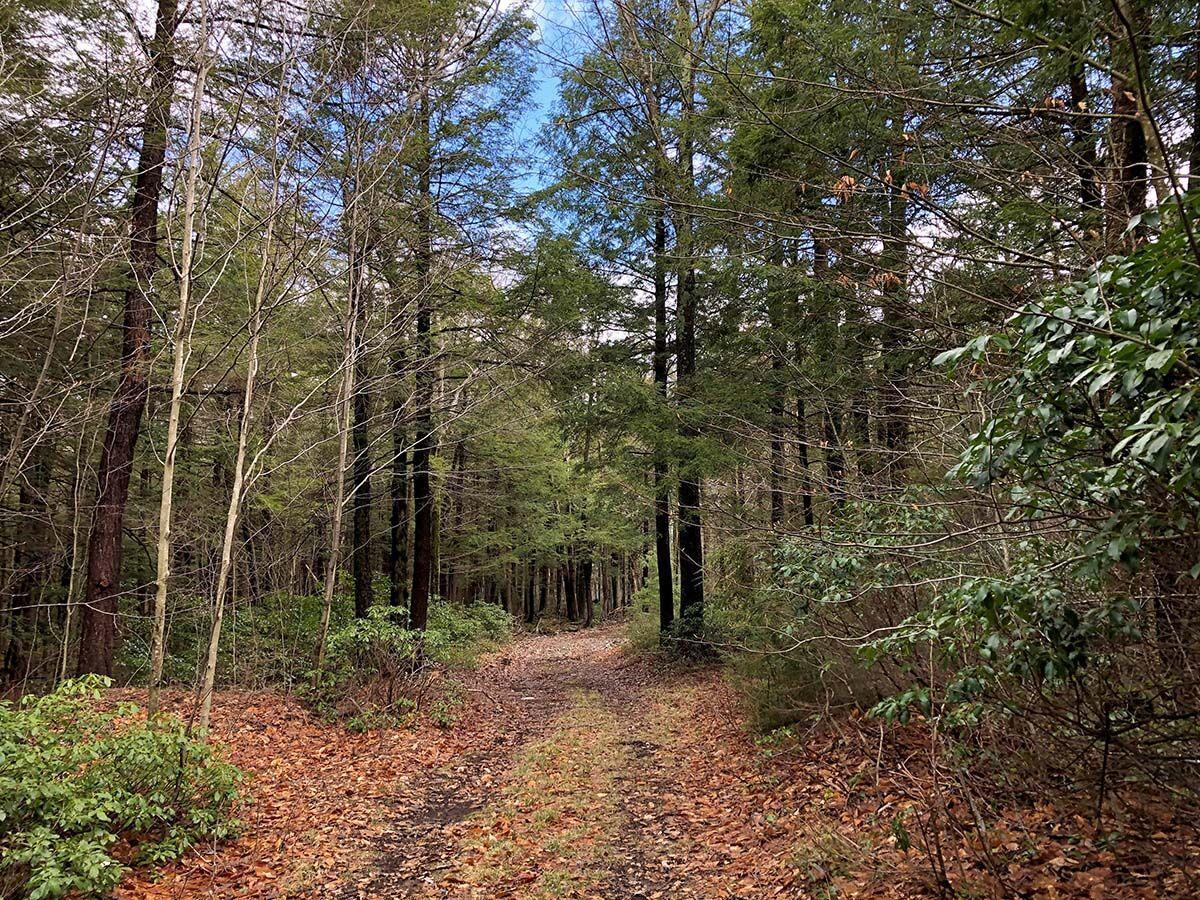 Norbrook Farm Brewery trails contain deep forests, challenging hills and open fields - Vimarsana News