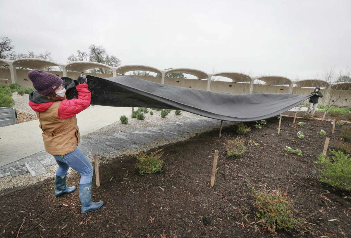 Houston Botanic Garden horticulture assistants Jessica Henry and Jamee Moulton pull a tarp to cover an area of Golden Lace plants Thursday, Feb. 11, 2021, in Houston. The Houston Botanic Garden staff will spend Friday making sure all the plants have some shelter from the extreme cold that will keep them cover for about a week.