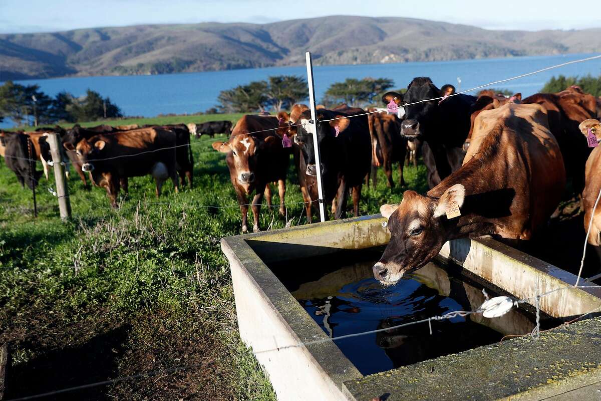 Straus Dairy Farm in the Marin County community of Marshall has been using a digester, which captures methane from manure and converts it into electricity.