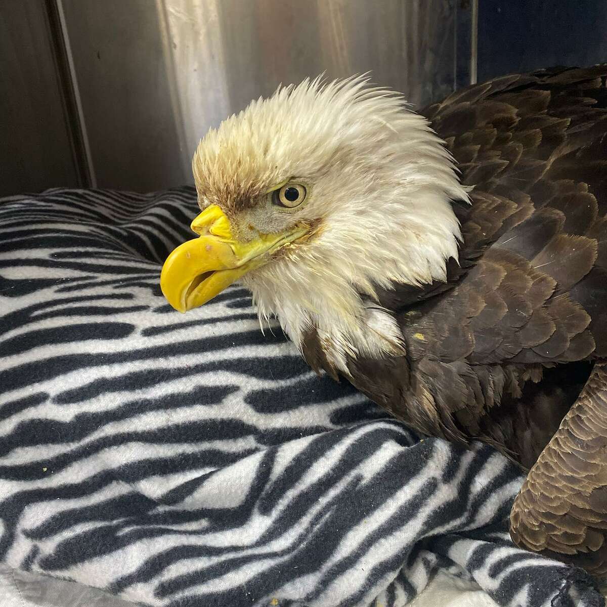 Rehab facility Injured bald eagle found in CT might not survive lead