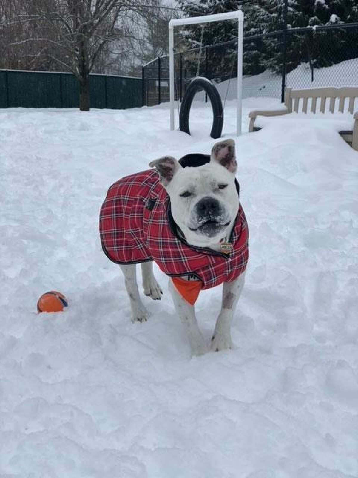 Jericho is a bulldog mix who needs a forever home. He is available to meet by calling the ROAR Donofrio Family Animal Shelter, 45 South Street, in Ridgefield, at 203-438-0158, for an appointment.