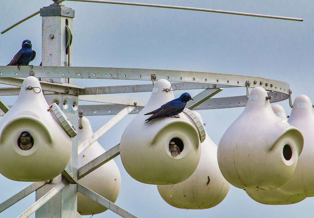 It is hard for many of us to fathom given the past week’s severe winter weather, but purple martins are back in San Antonio.