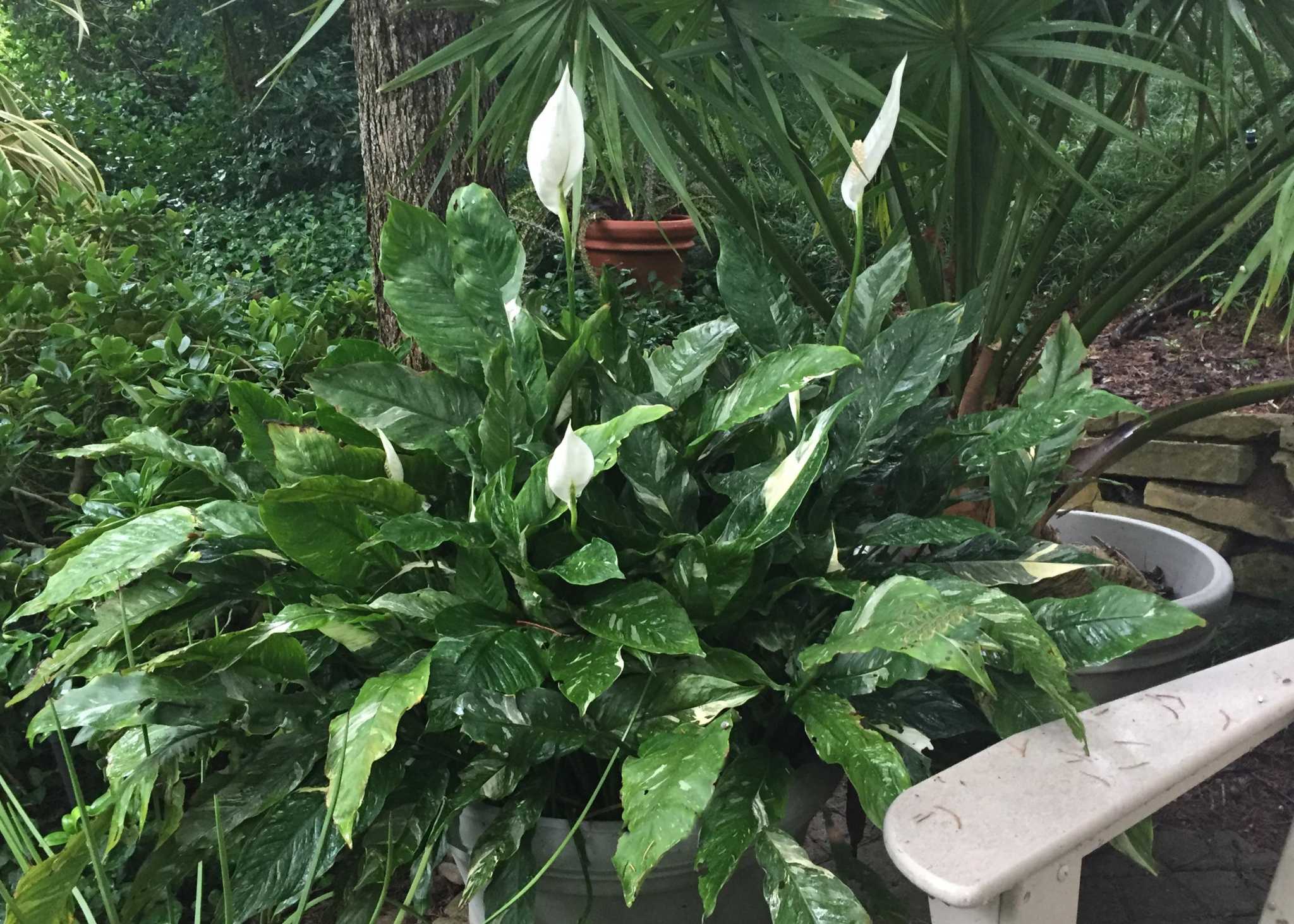 How to make a peace lily with browned leaves healthy again - Vimarsana News