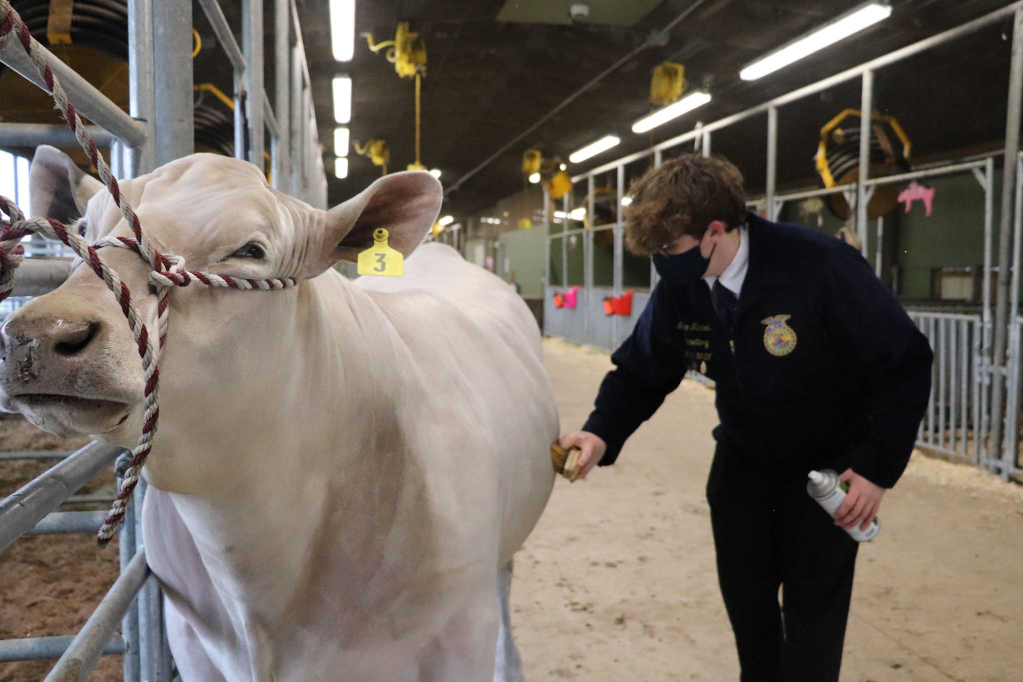 Katy ISD Livestock Show offers FFA students opportunities to shine