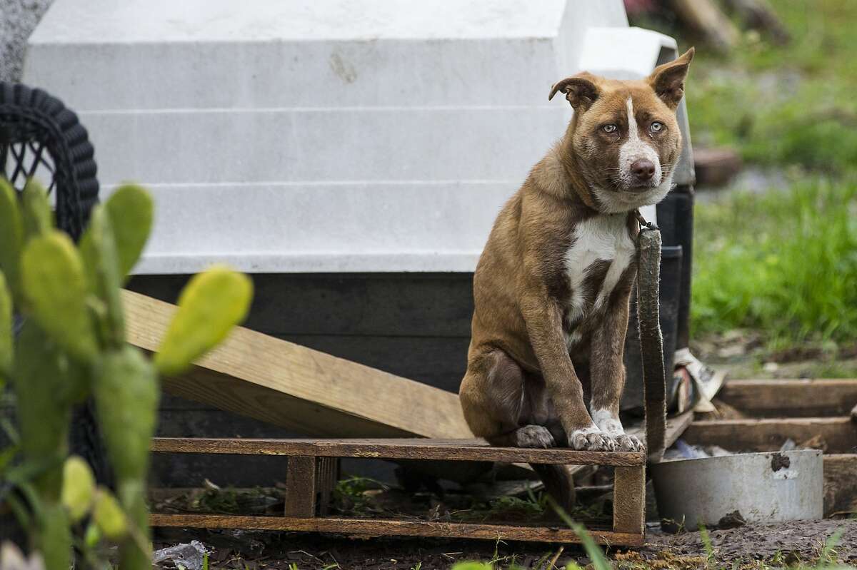 A dog sits on a wooden pallet outside a house that SPCA investigators came to check on while doing an animal welfare check Saturday, Feb. 13, 2021 in Houston. With frigid temperatures forecast in Texas and the Houston area, the SPCA investigators made their rounds to various parts of the city to check on animals and their well being, and to also give out blankets and give animal owners tips on keeping their animals from the freezing weather.
