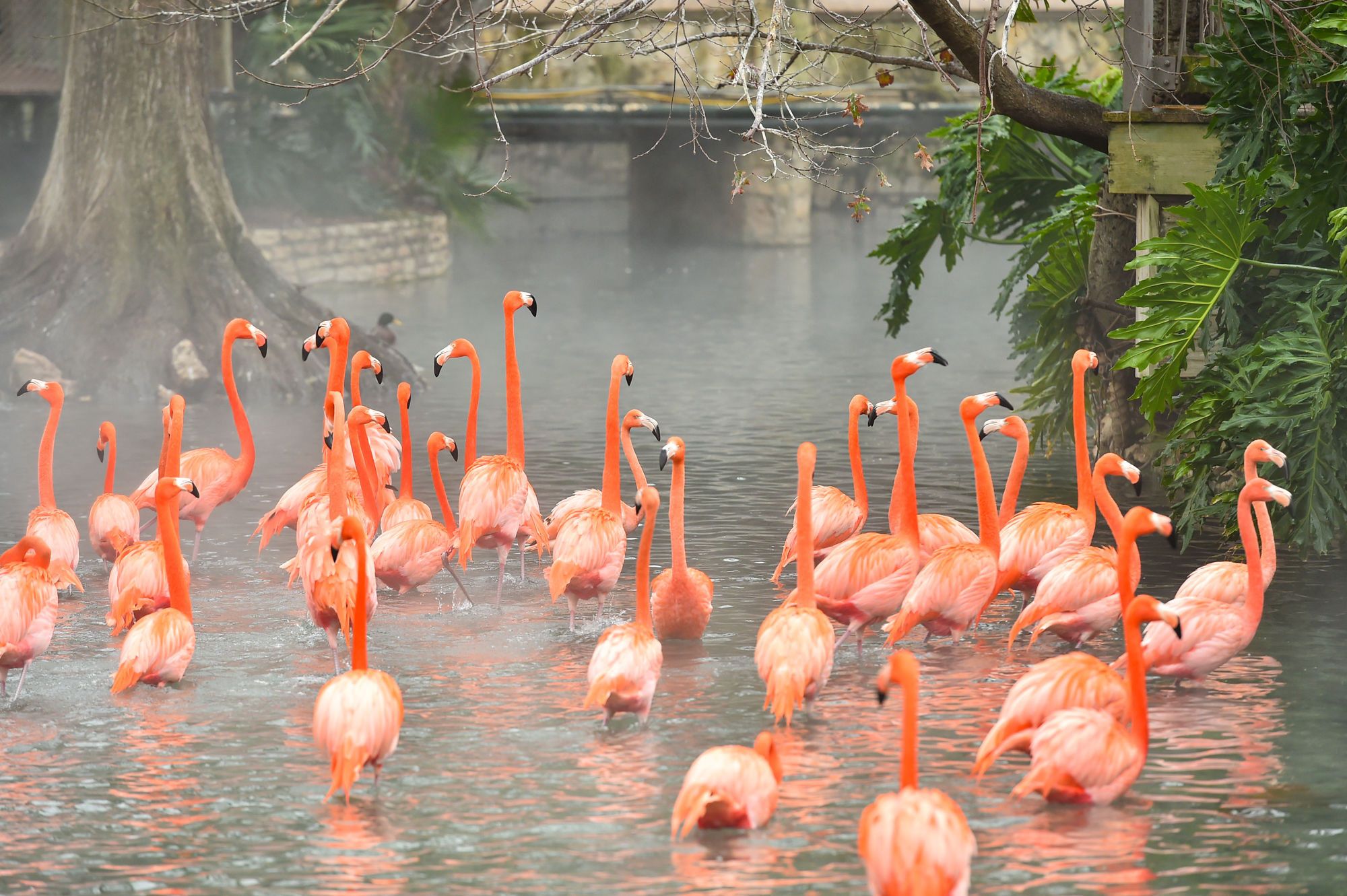 San Antonio Zoo to host inaugural Pride event this month - Vimarsana News