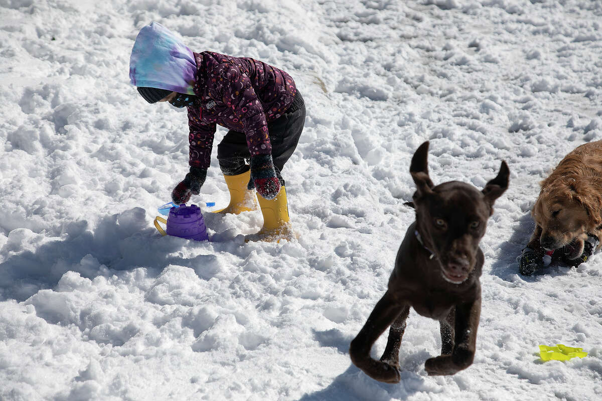 Reagan Sparrow, 3, makes a snow castle, with a sand castle pail, as she plays in the snow with her parents and their dogs, Beau, center, and Cooper, outside their home in San Antonio on Feb. 15, 2021.