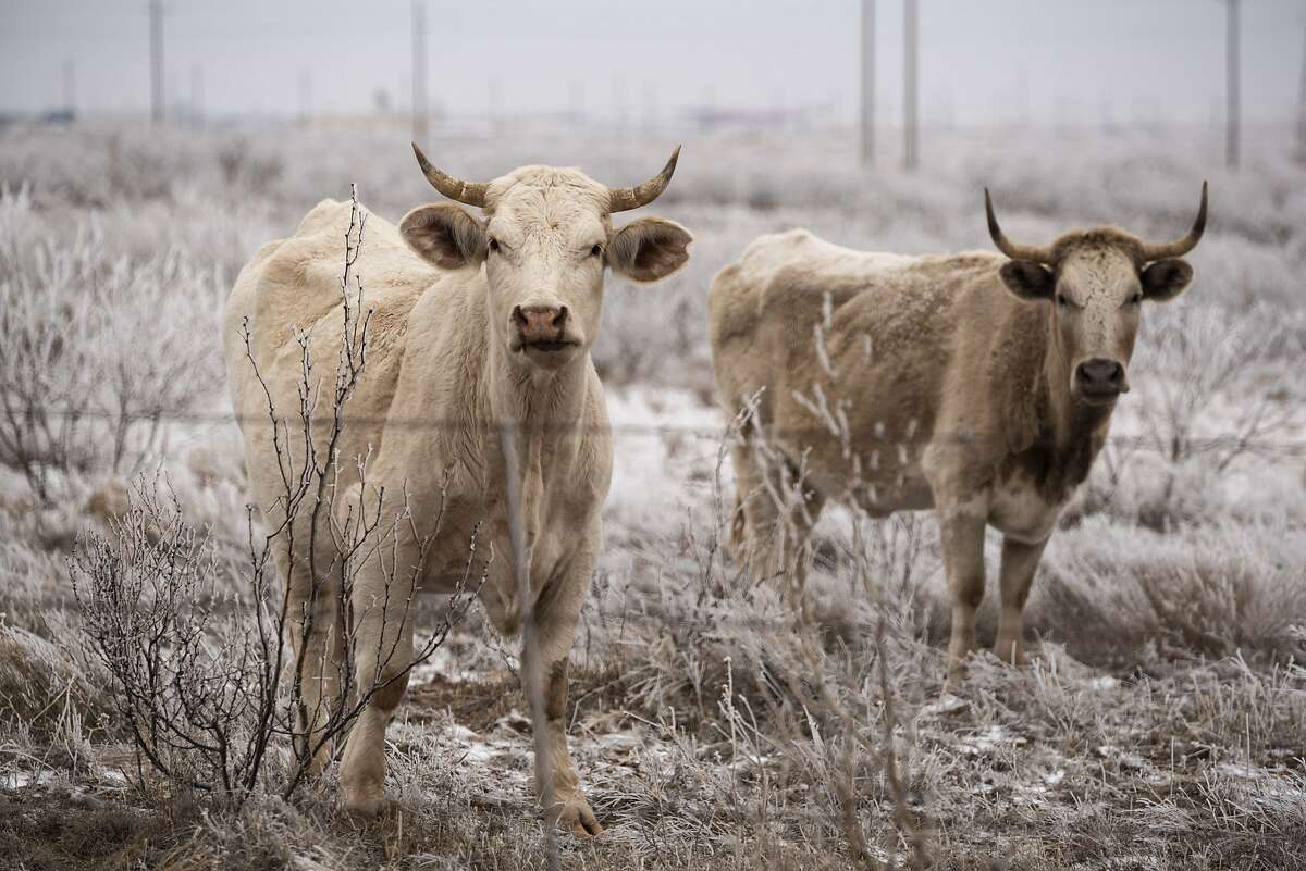 Cattle roam a field as they graze with the rest of their herd Saturday, Feb. 13, 2021 in Midland, Texas. Subfreezing temperatures are expected in all of Texas, according to the National Weather Service, and snowfall totals of up to 8 inches (20 centimeters) are forecast in the Dallas area. Up to 2 inches (5 centimeters) could fall in the Houston area.