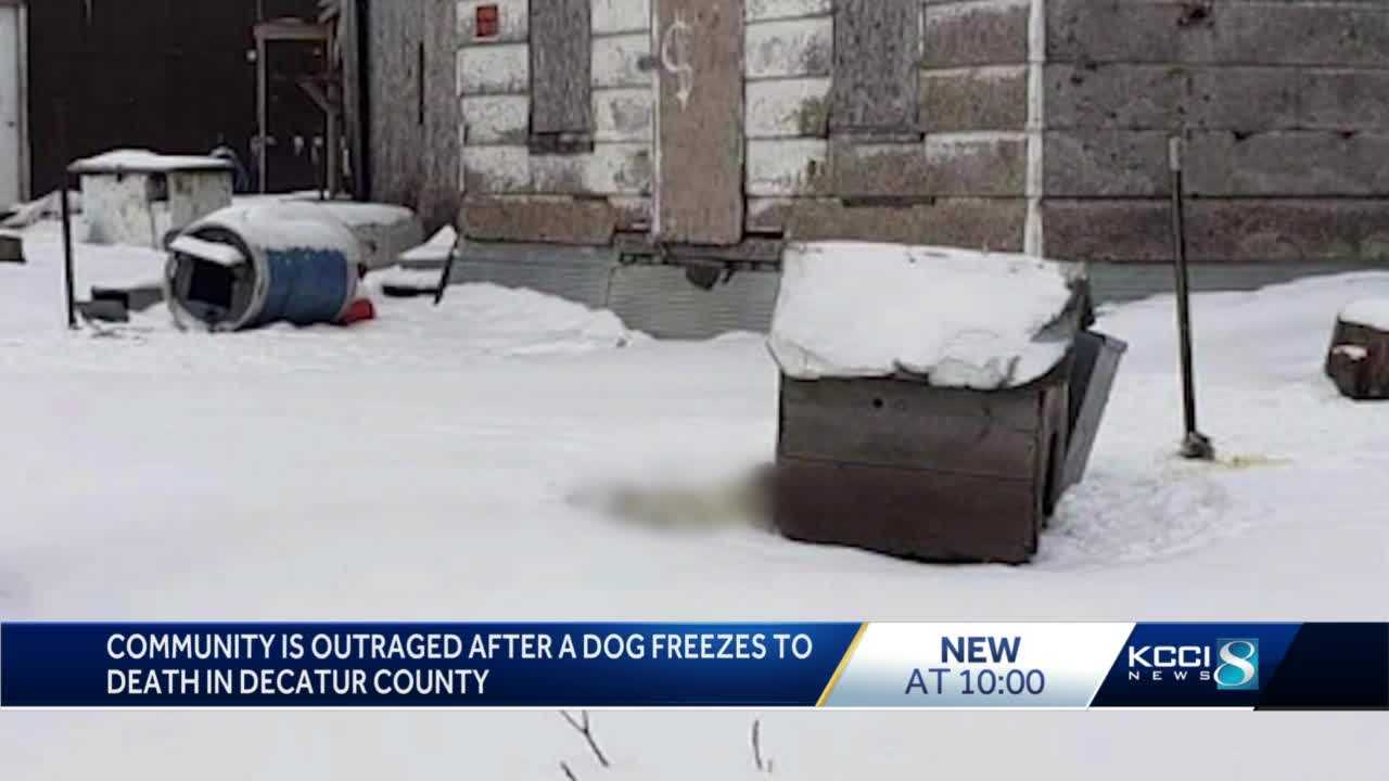 What Happens When A Dog Freezes To Death
