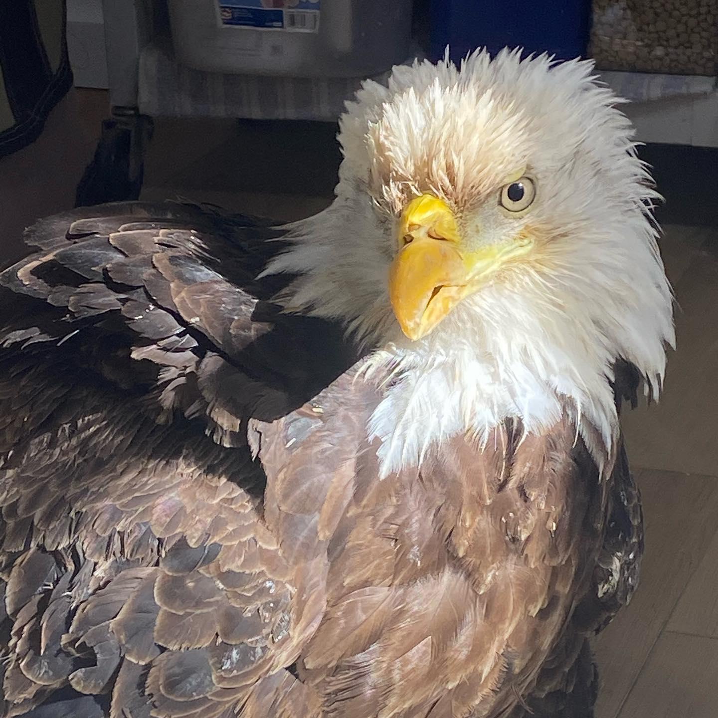 CT bald eagle 'responding well' to lead toxicity treatment - Vimarsana News