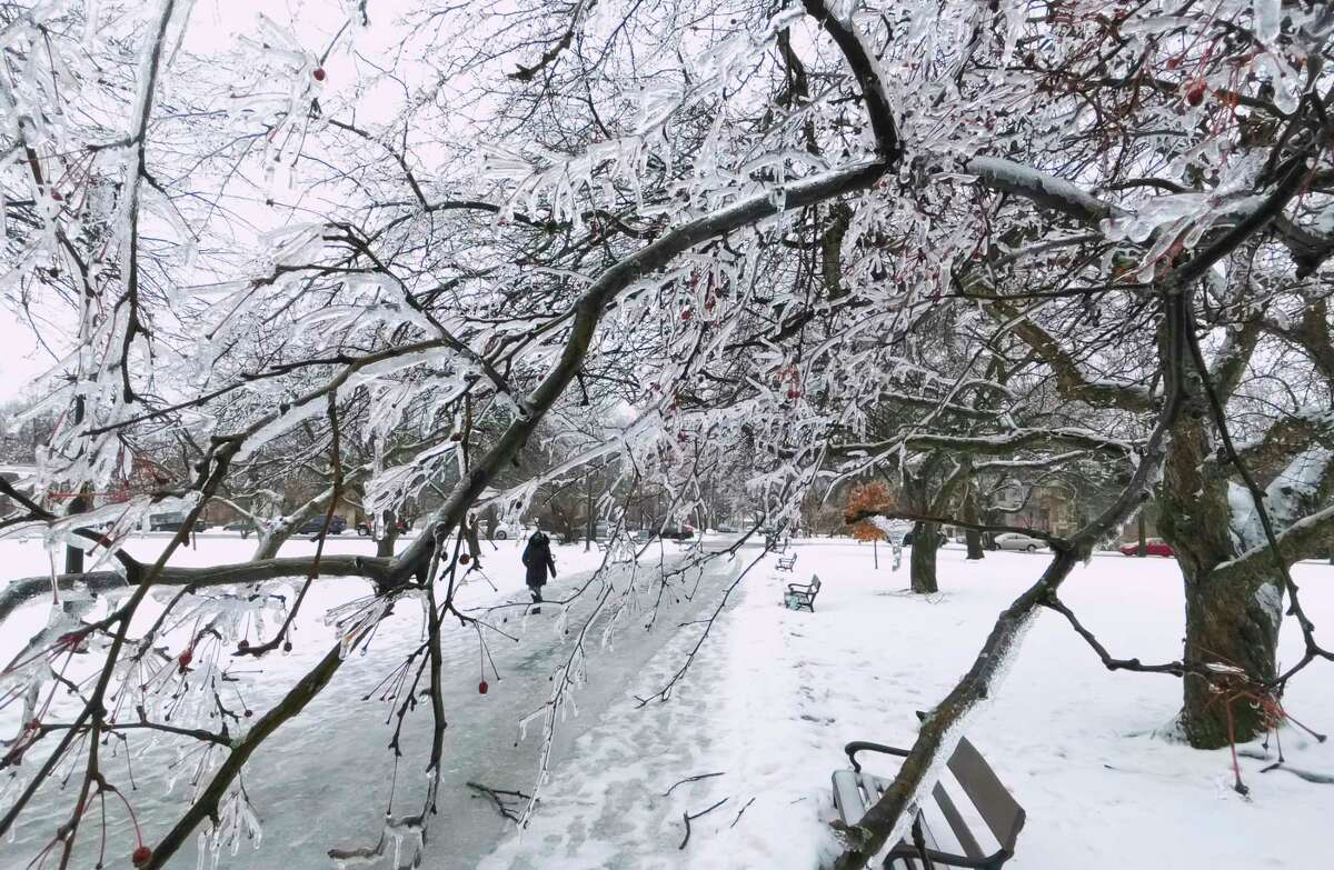 Ice covers the branches of tress in Washington Park on Tuesday, Feb. 16, 2021, in Albany, N.Y. (Paul Buckowski/Times Union)