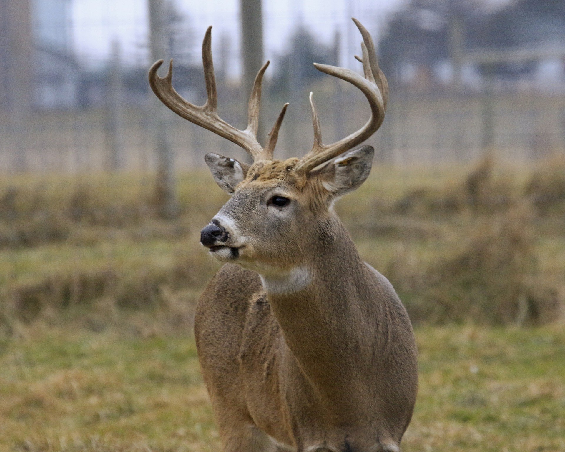Natural Resources Commission approves 2021 deer hunting regulations