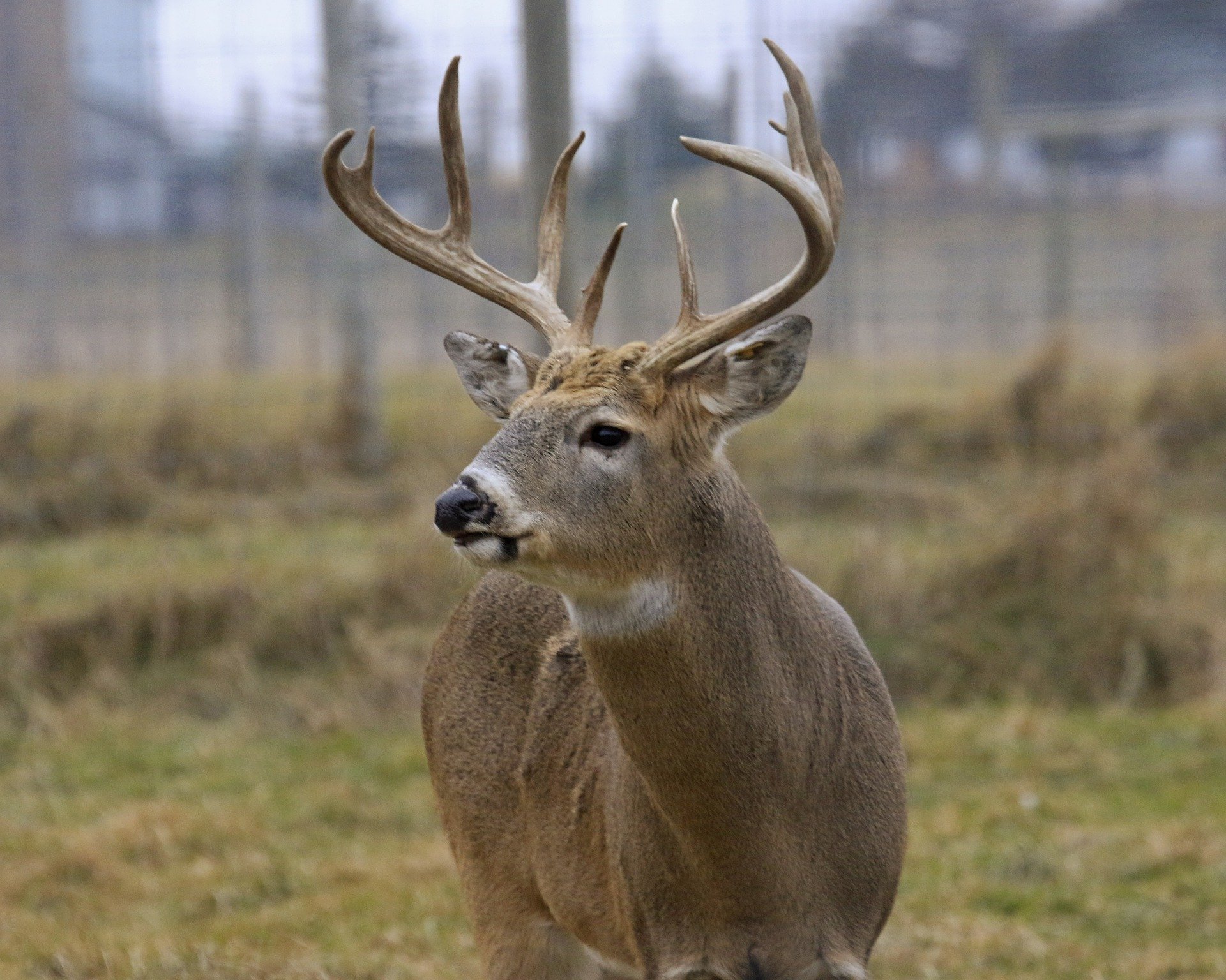 Natural Resources Commission Approves 2021 Deer Hunting Regulations