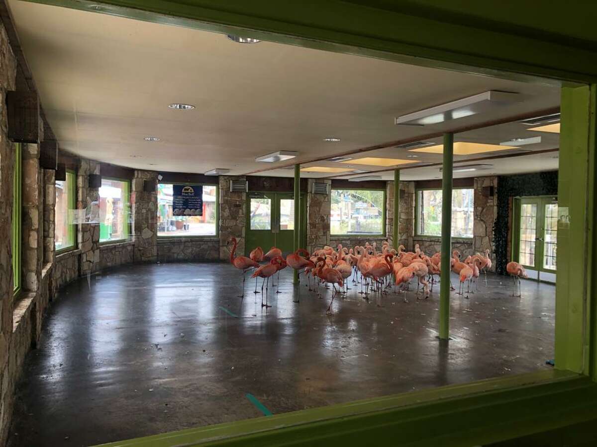 The staff also relocated its flamingos, King Vultures, and Toucans into its Riverview restaurant and other indoor areas at the zoo. Both areas will be closed to the public this weekend, the zoo said.