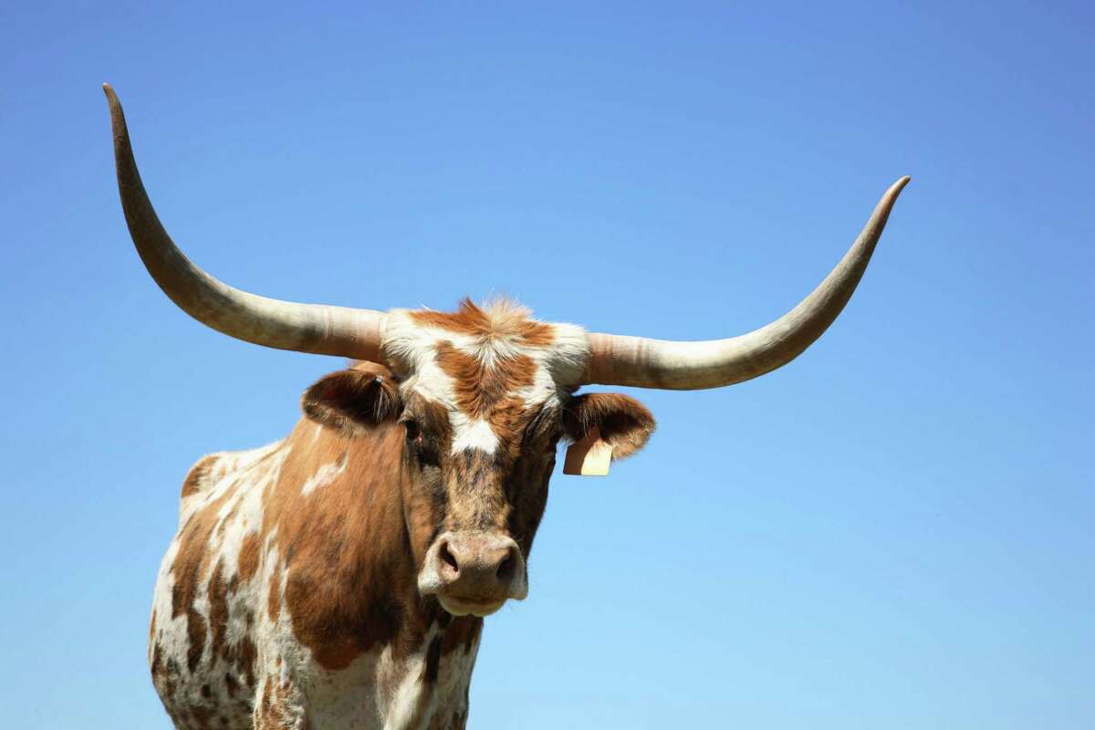 So-called “goalpost” horns on a Texas longhorn may look pretty, but these days most breeders prefer longhorns with lateral or twisty horns.