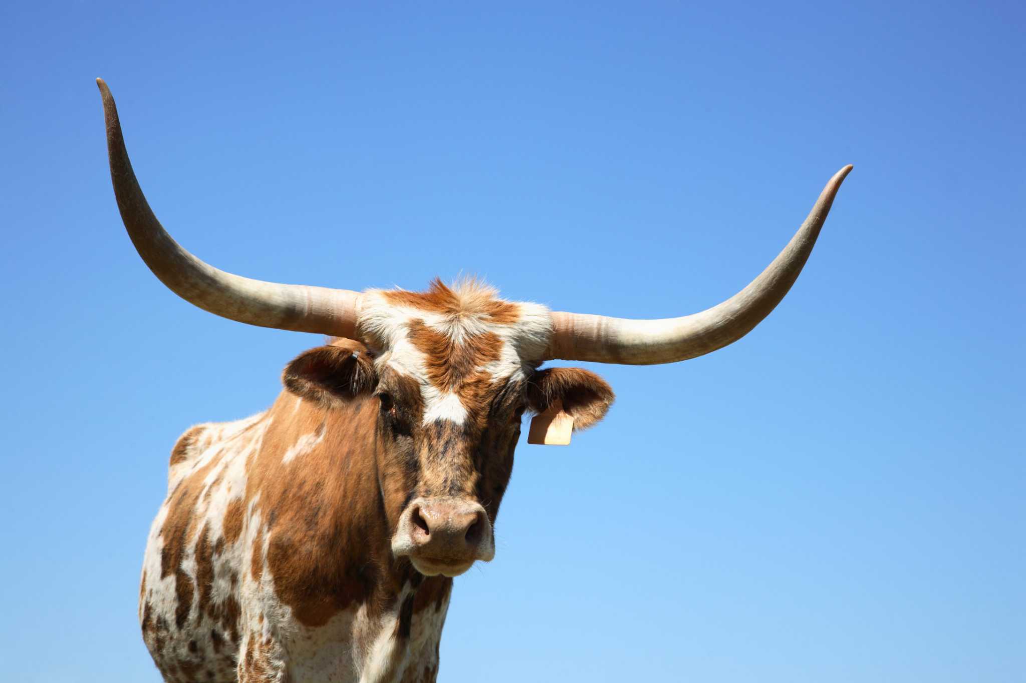 Texas Longhorn Male