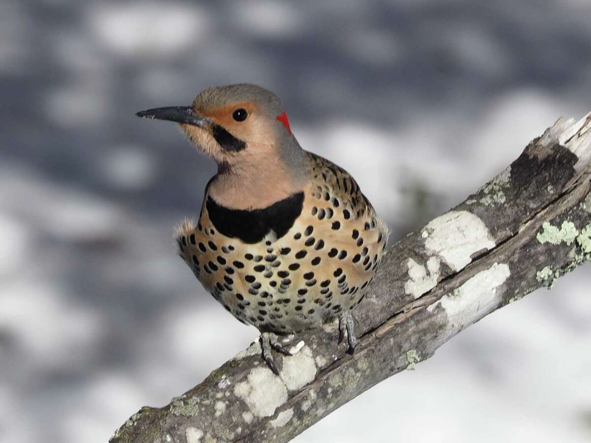 The Sharon Audubon is participating in the national Christmas Bird Count, set for Dec. 18. The event invites birders to go outdoors and count birds.  