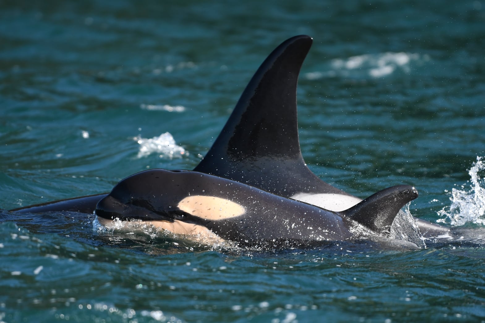 Surprise! Endangered L pod welcomes new orca calf - Vimarsana News