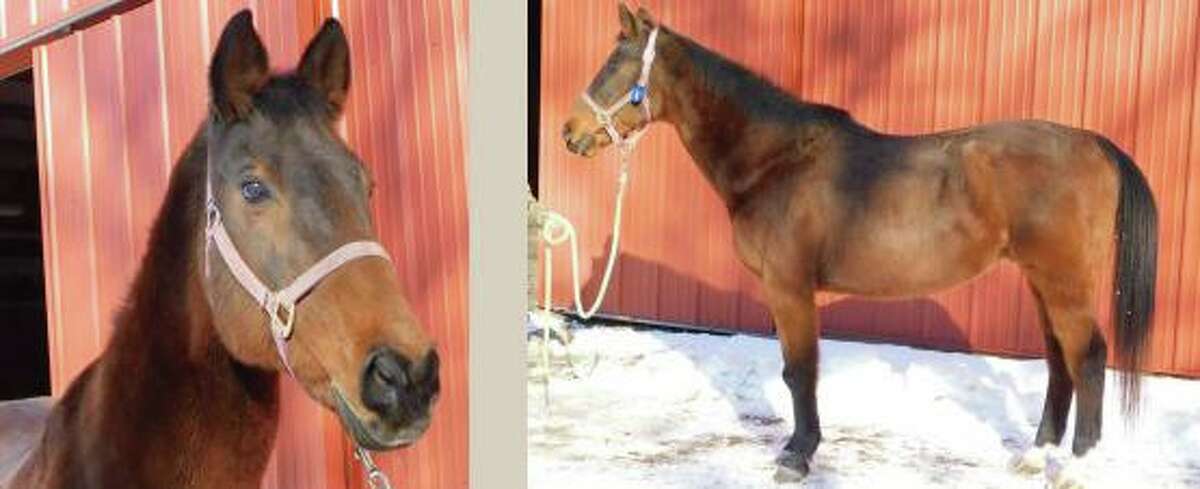 Avadon, one of the horses rescued from a farm in Oakdale, Conn., is now up for public adoption.