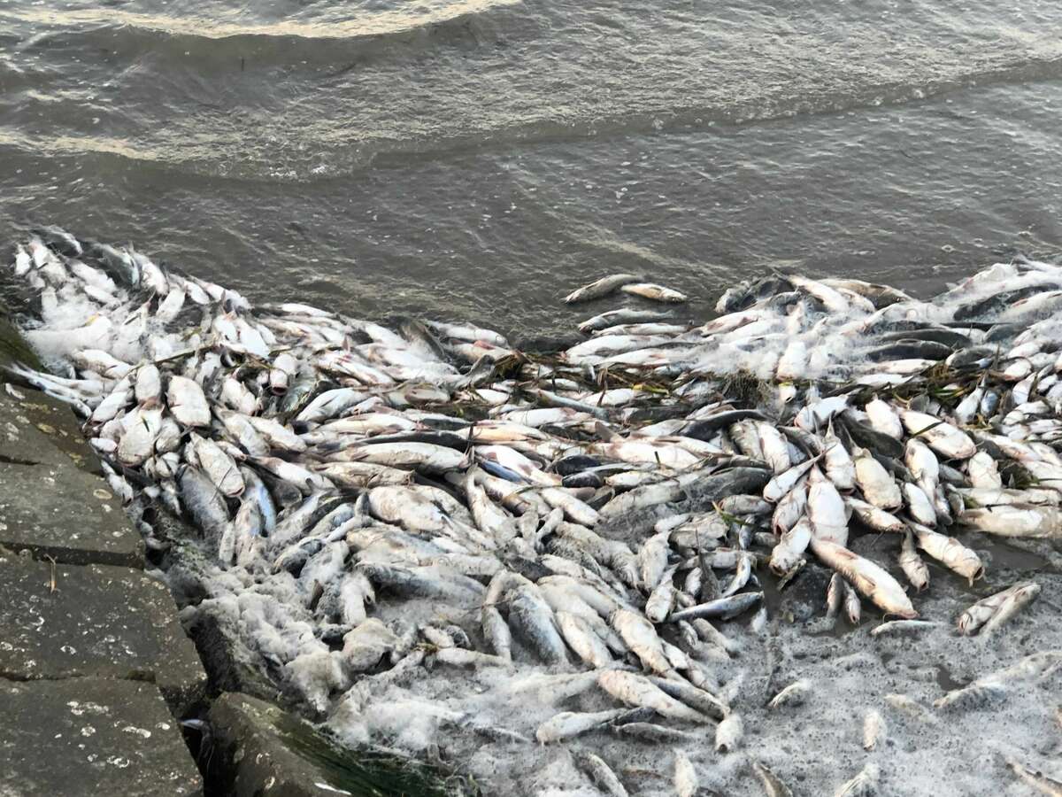 TPWD Fish are turning up dead due to freezing Texas