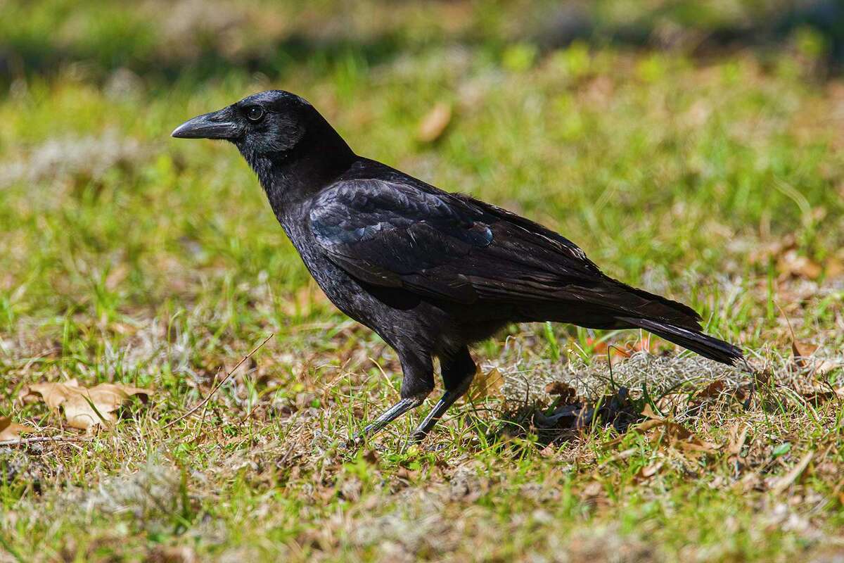 American Crows Are Brainy Birds