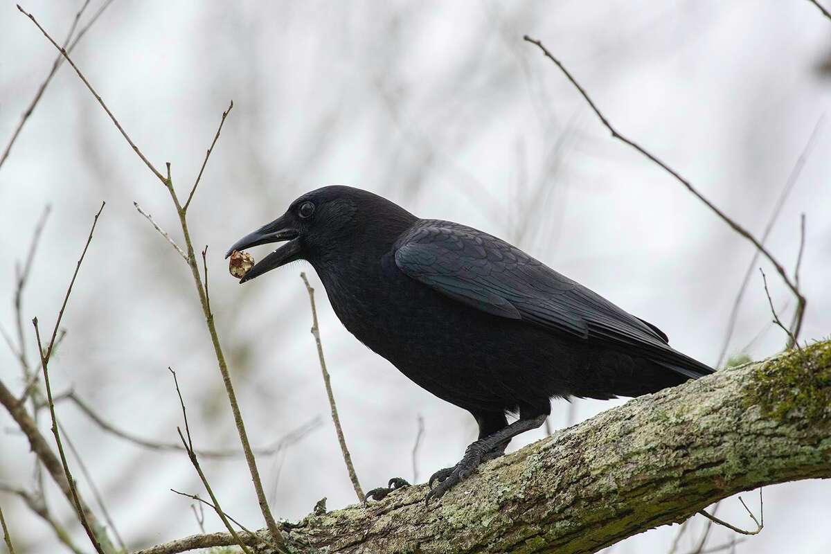 American crows are omnivorous. They feed on nuts, grains, seeds, worms, insects, garbage, and small mammals.