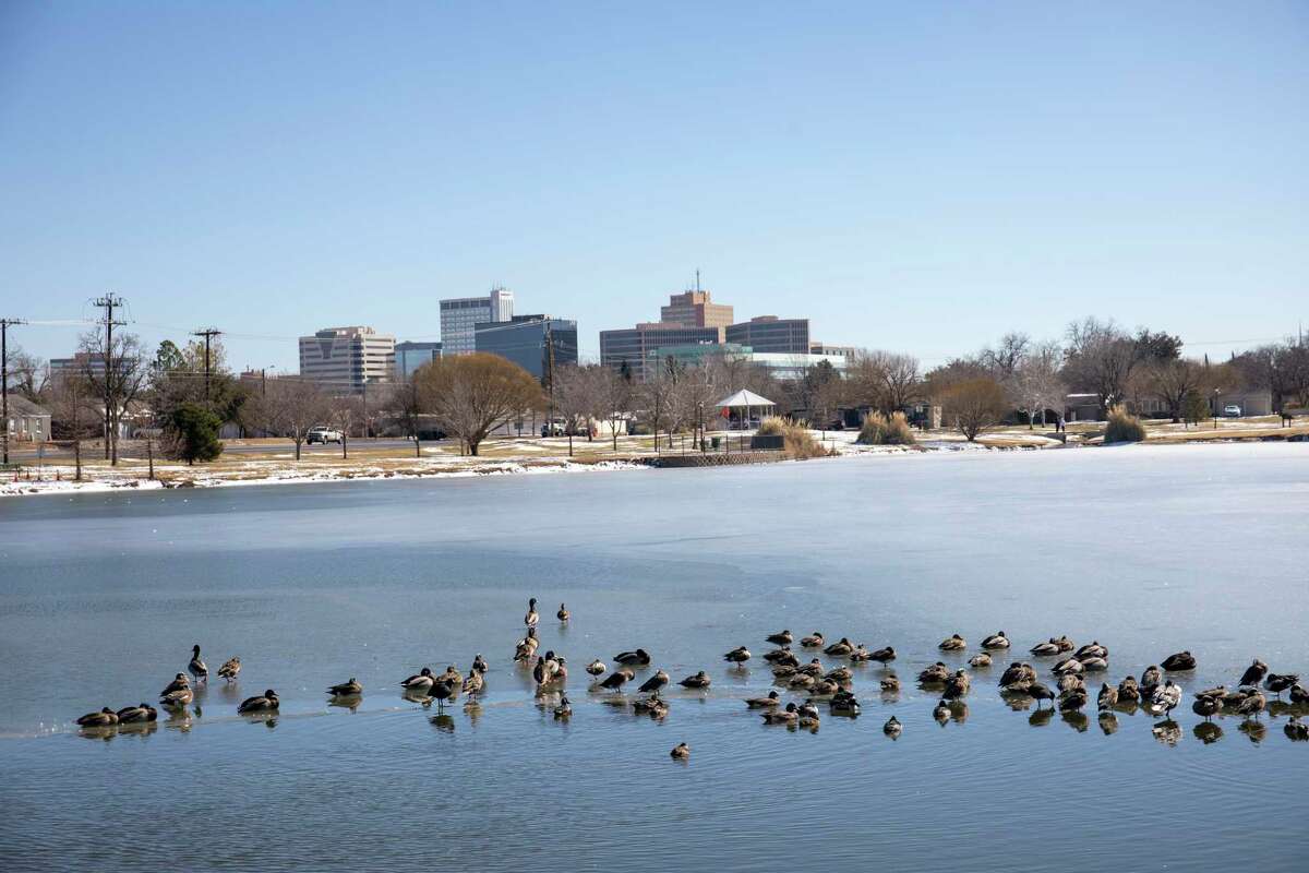 Ducks have found open water as the sun shines Friday, Feb. 19, 2021 at Wadley-Barron Park. Jacy Lewis/ Reporter-Telegram