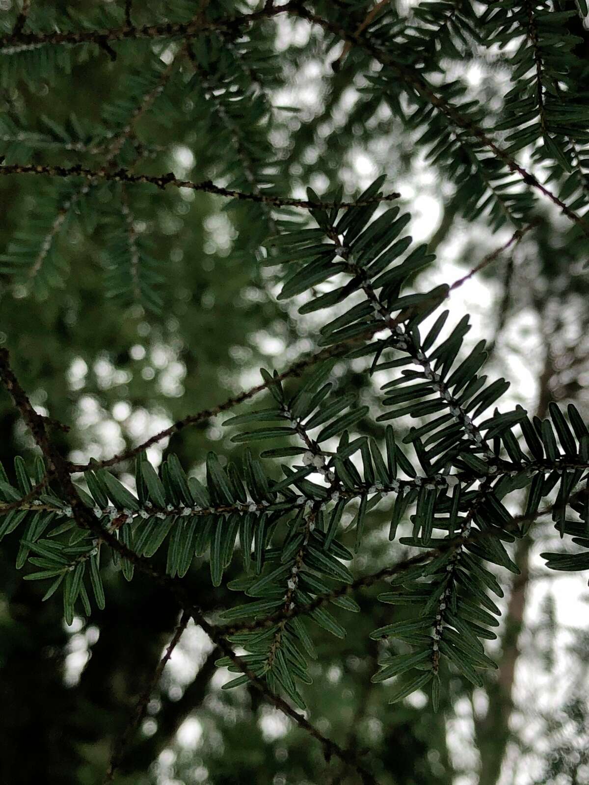 Hemlock wooly adelgid has been discovered in Benzie County. (Courtesy Photo)