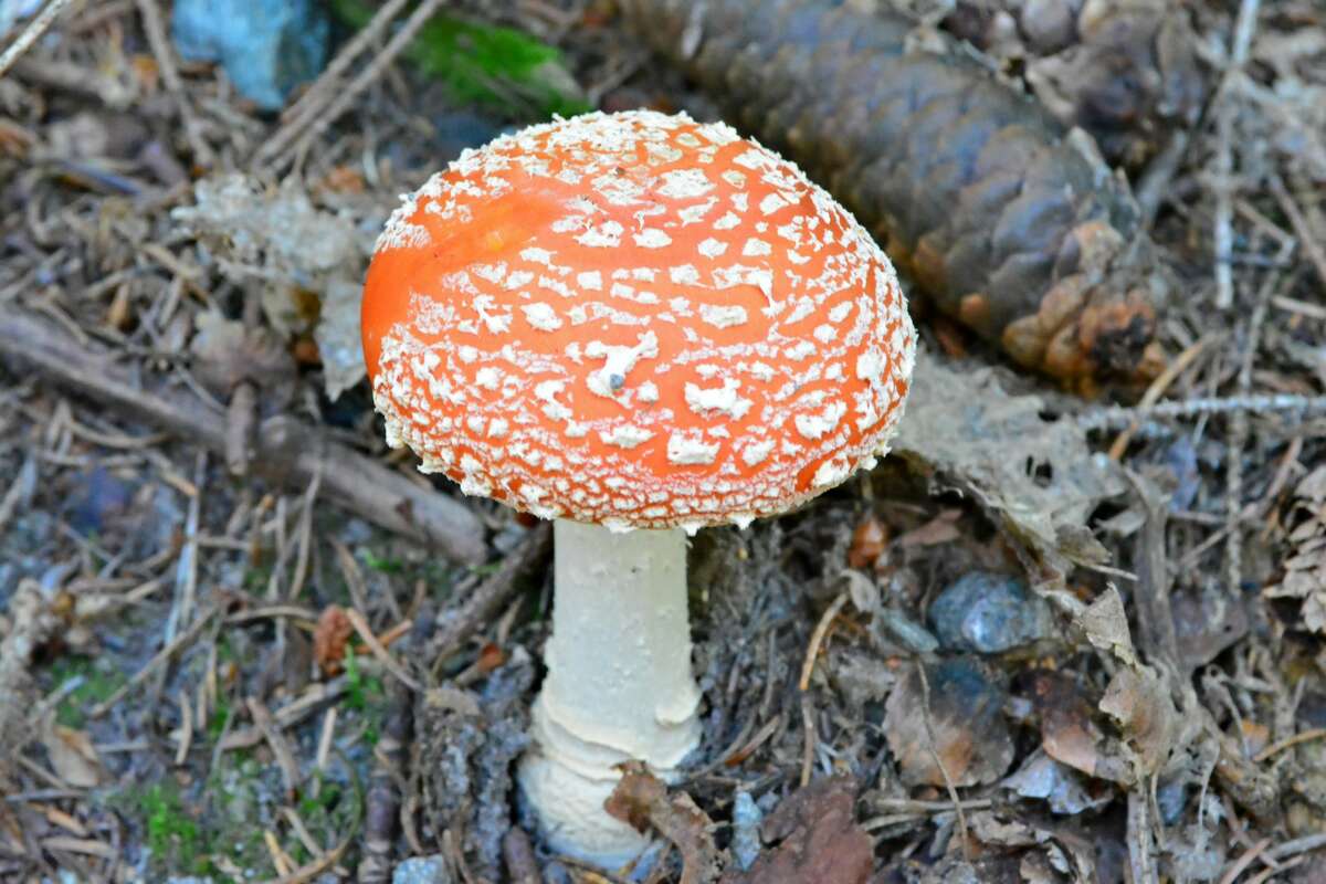 The Amanite Muscaria otherwise known as the Fly Agaric, source of the psycho-active drug Muscarine used by shamans for over 20,000 years. (Photo by: Dukas/Universal Images Group via Getty Images)