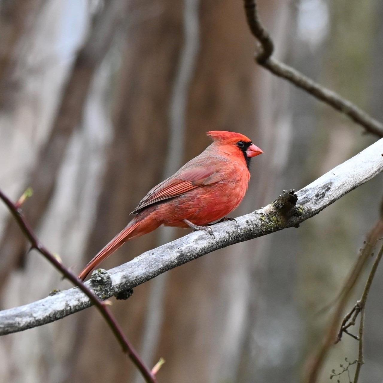 The Naturalist: How to Speak Bird - Vimarsana News