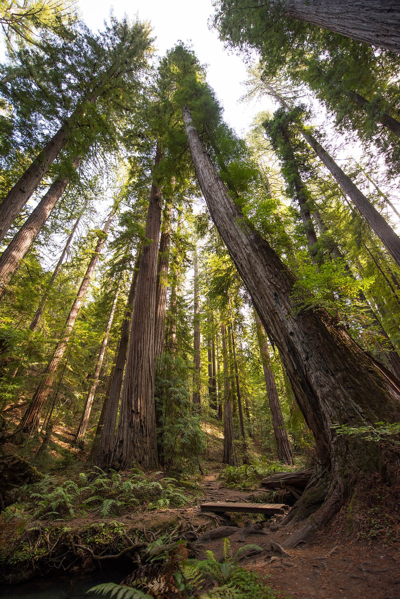 Environmental deal protects swath of redwood forest in Mendocino County - Vimarsana News