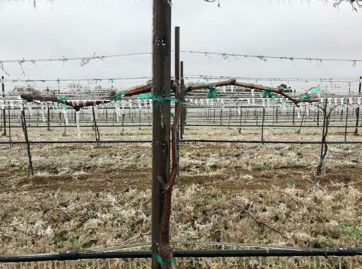 A vineyard at Spicewood in the Texas Hill Country during Winter Storm Uri
