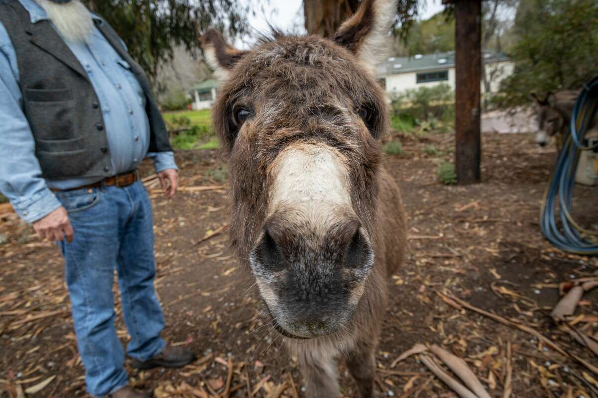 Donkey handlers volunteer their services on Sunday, Feb. 14, 2021 in Bol Park, Palo Alto, Calif.