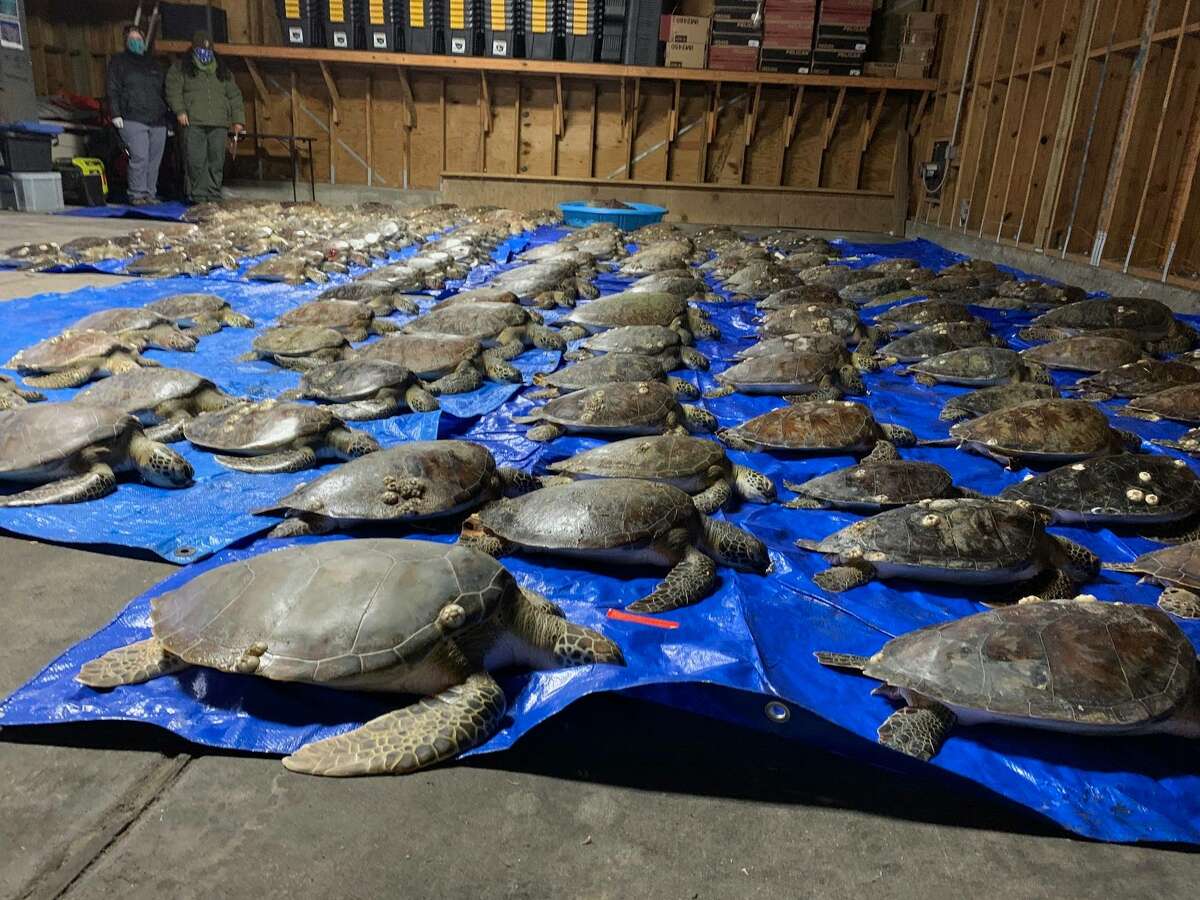 Padre Island NS Division of Sea Turtle Science & Recovery said more than 9,400 cold-stunned sea turtles have been recorded in Texas, with over 3,659 found in the Upper Laguna Madre.