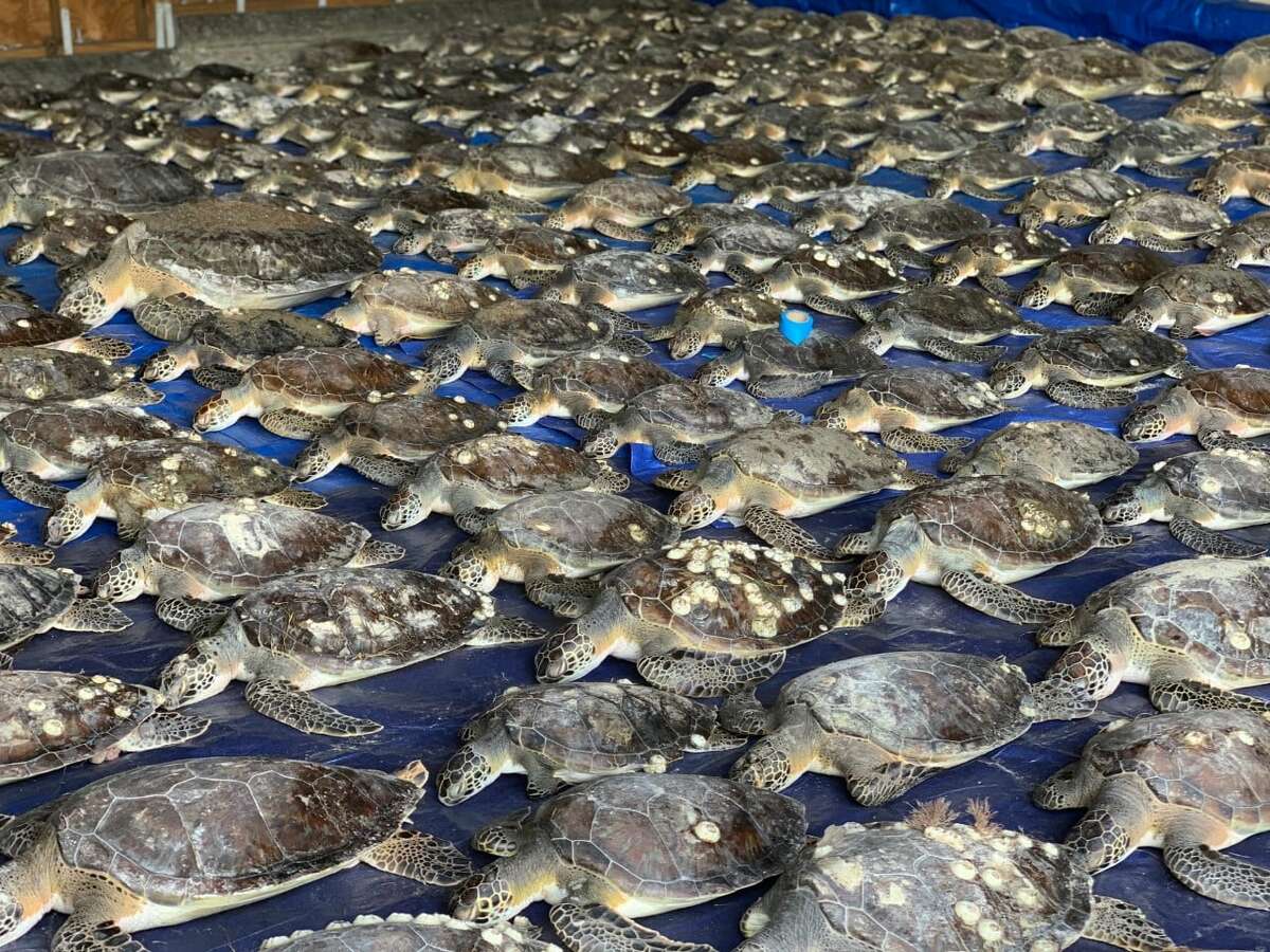 Padre Island NS Division of Sea Turtle Science & Recovery said more than 9,400 cold-stunned sea turtles have been recorded in Texas, with over 3,659 found in the Upper Laguna Madre.