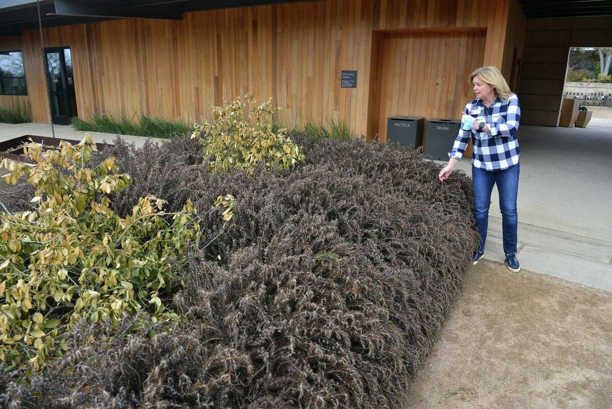 San Antonio Botanical Garden CEO Sabina Carr looks over the damage to the rosemary plants and Meyer lemon trees at the San Antonio Botanical Garden Sunday. Numerous plants were harmed by the recent freeze and snow.
