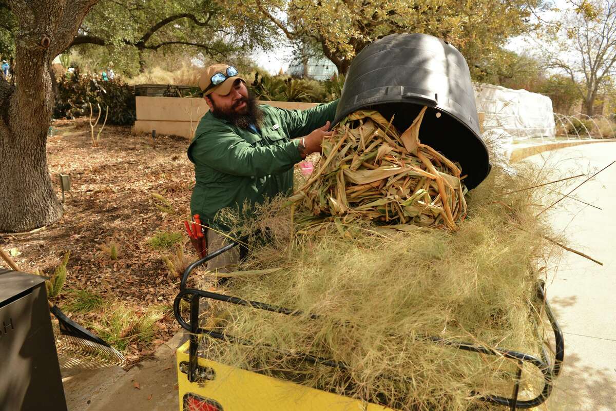 The freezedamaged plants in San Antonio yards have homeowners asking