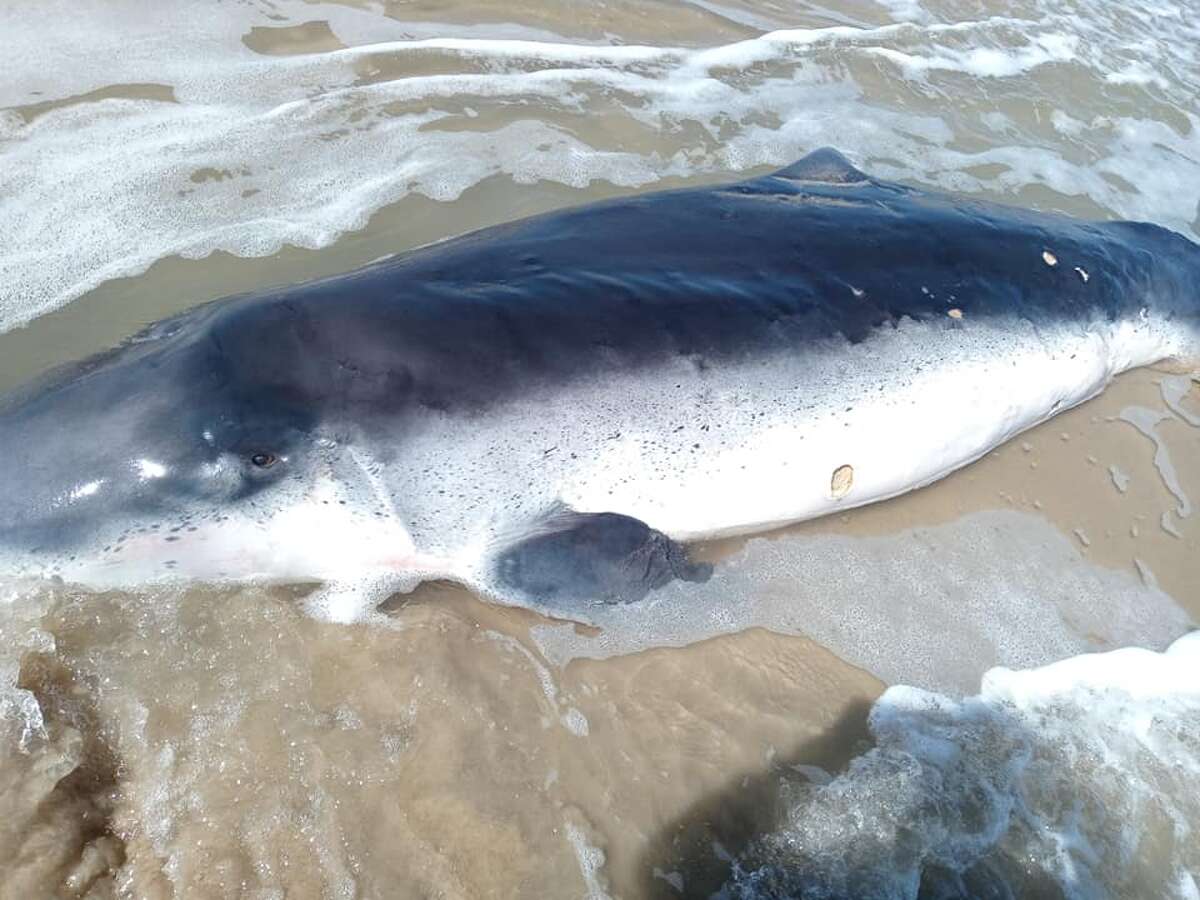 'Uncommon' pygmy sperm whale washes up Texas beach