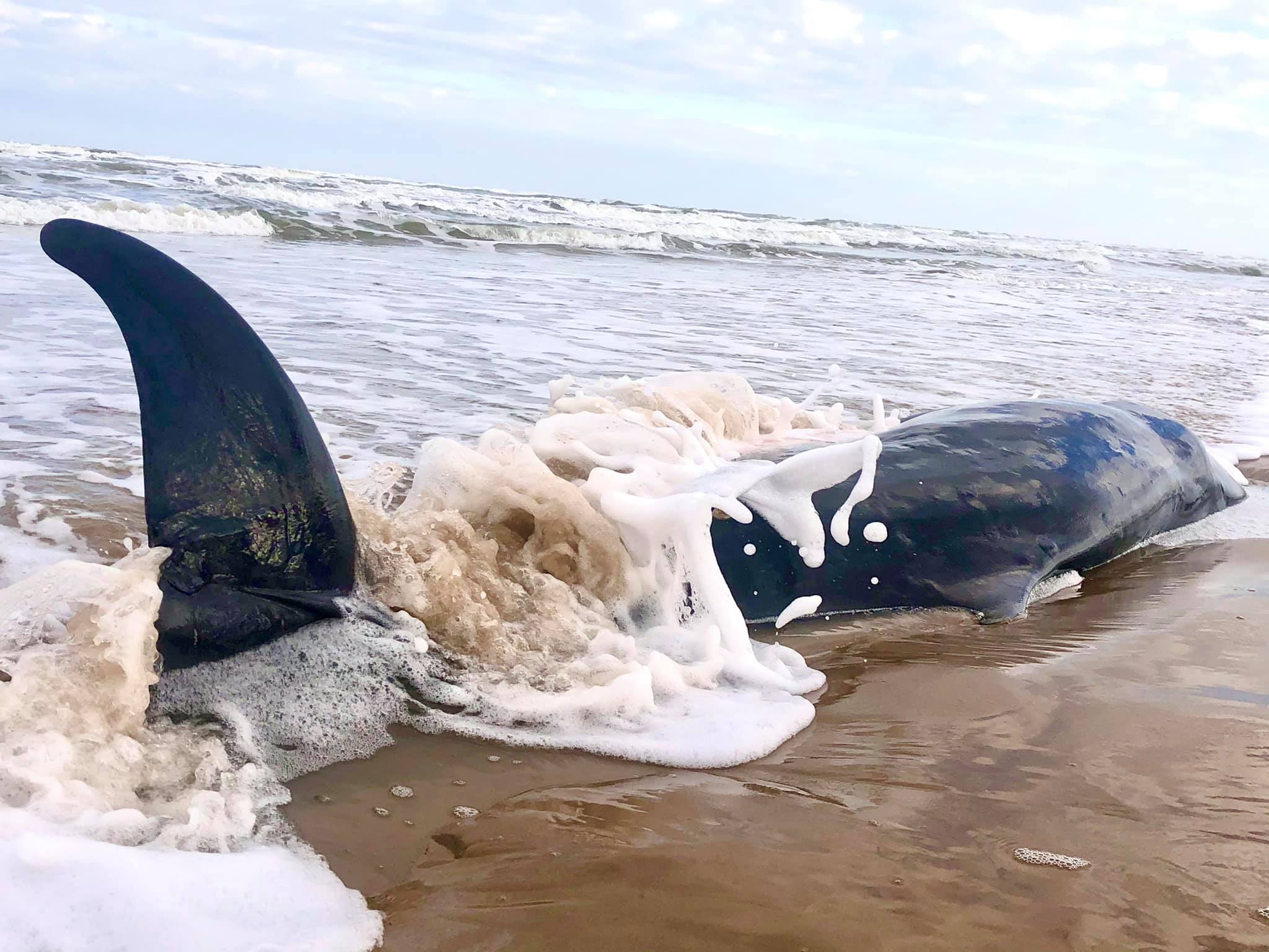 700-pound, 10-foot pygmy sperm whale becomes 18th to wash along Padre