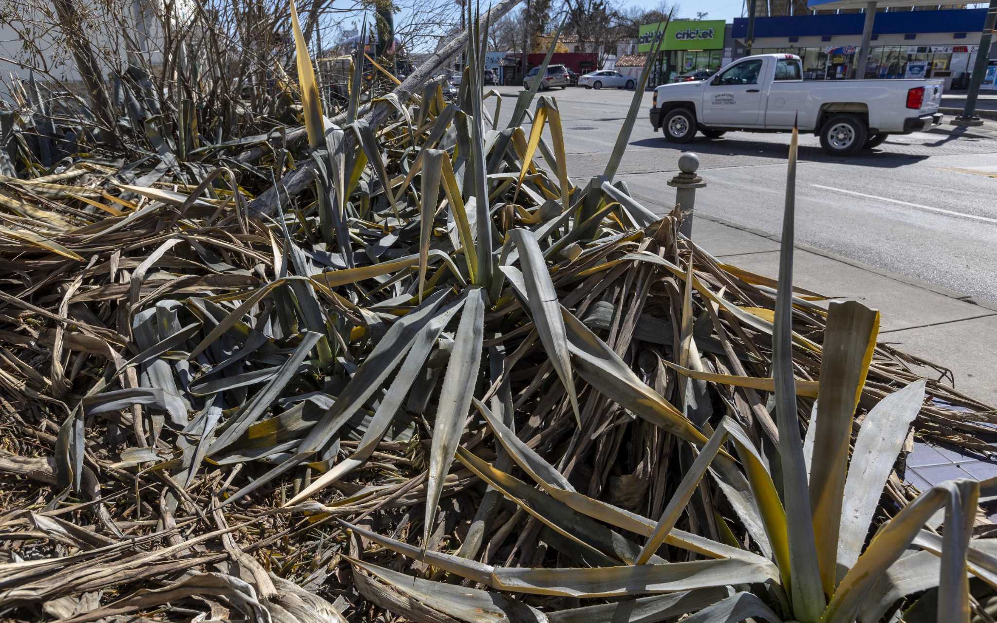 For San Antonio's garden spots and trophy cactuses, freeze was merciless - Vimarsana News