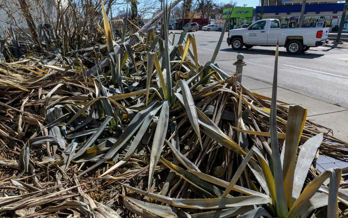 Ice-damaged plants are seen Monday at the intersection of Fredericksburg Road and Fulton Avenue following last week's record-setting freezing temperatures.